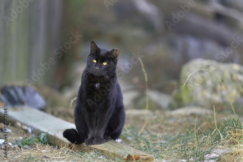 The beautiful black cat is setting in the Maritime College © Bing Bai