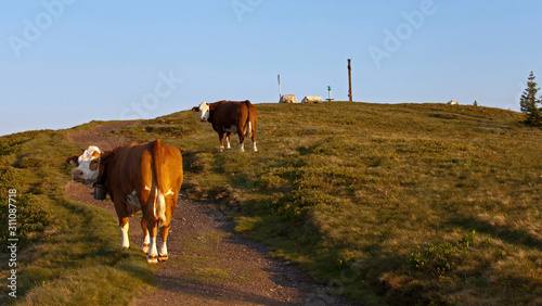 Kühe und Kälber © christakramer