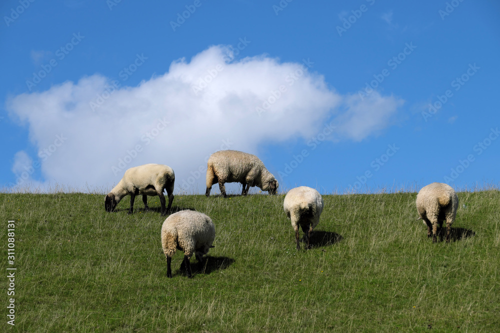 Deich an der Nordseeküste mit Schafen und blauem Himmel im Sommer 2019 - Stockfoto Deich an der Nordseeküste mit Schafen und blauem Himmel im Sommer 2019 - Stockfoto