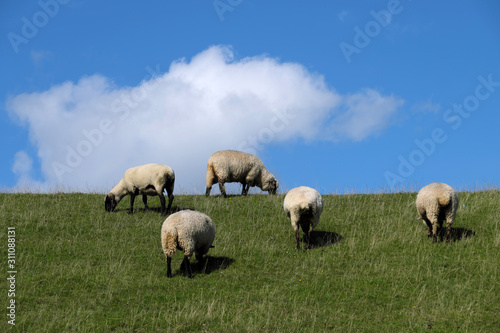 Deich an der Nordseeküste mit Schafen und blauem Himmel im Sommer 2019 - Stockfoto