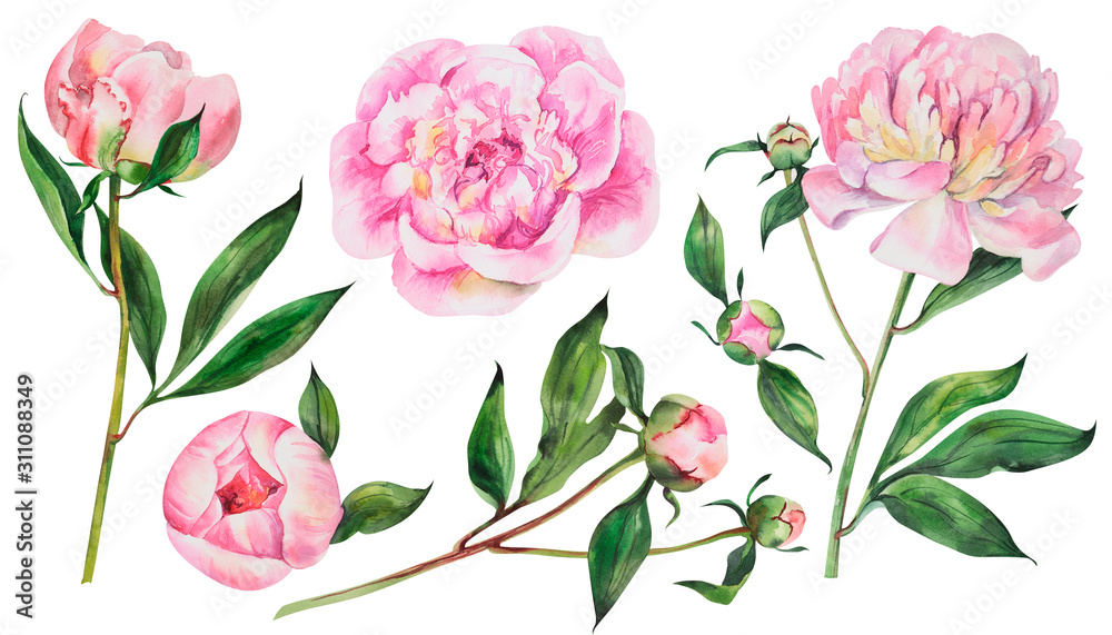 Set of pink peonies, watercolor flowers on an isolated white background, watercolor peony illustration, botanical painting, stock illustration.