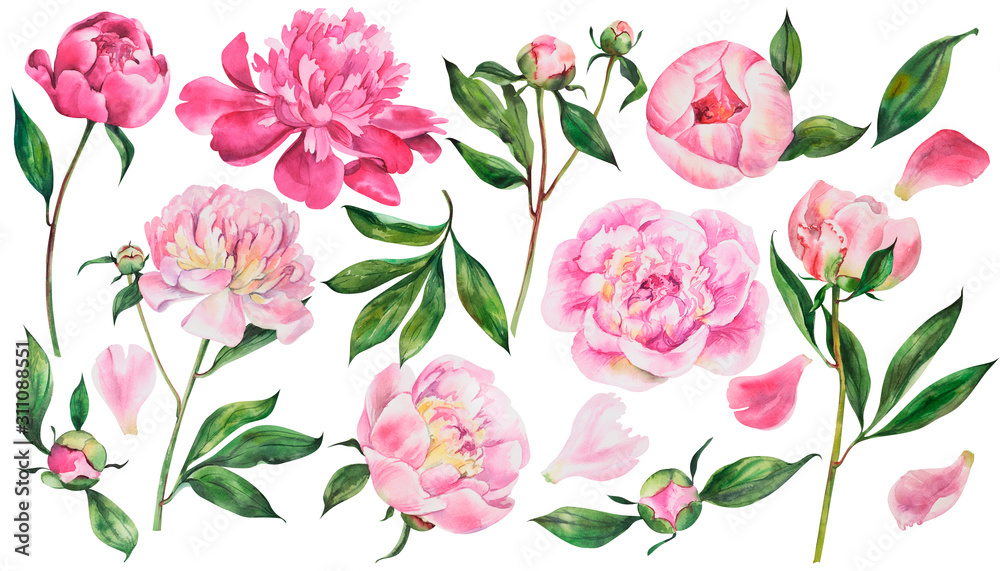 Set of pink peonies, watercolor flowers on an isolated white background, watercolor peony illustration, botanical painting, stock illustration.