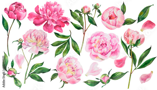 Fotografie, Obraz Set of pink peonies, watercolor flowers on an isolated white background, watercolor peony illustration, botanical painting, stock illustration