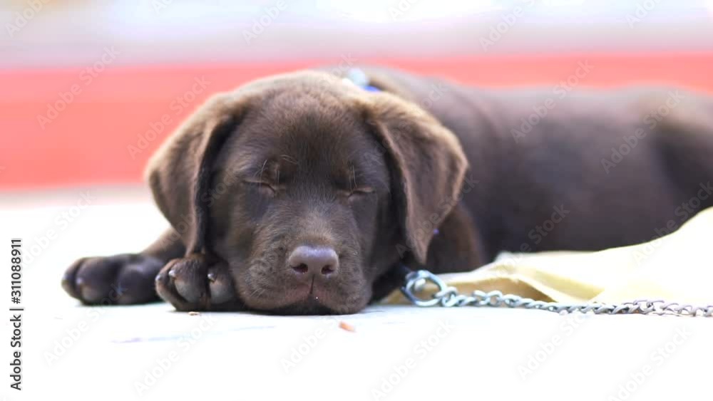 labrador pup resting on an sunny day labrador pup resting on an sunny day