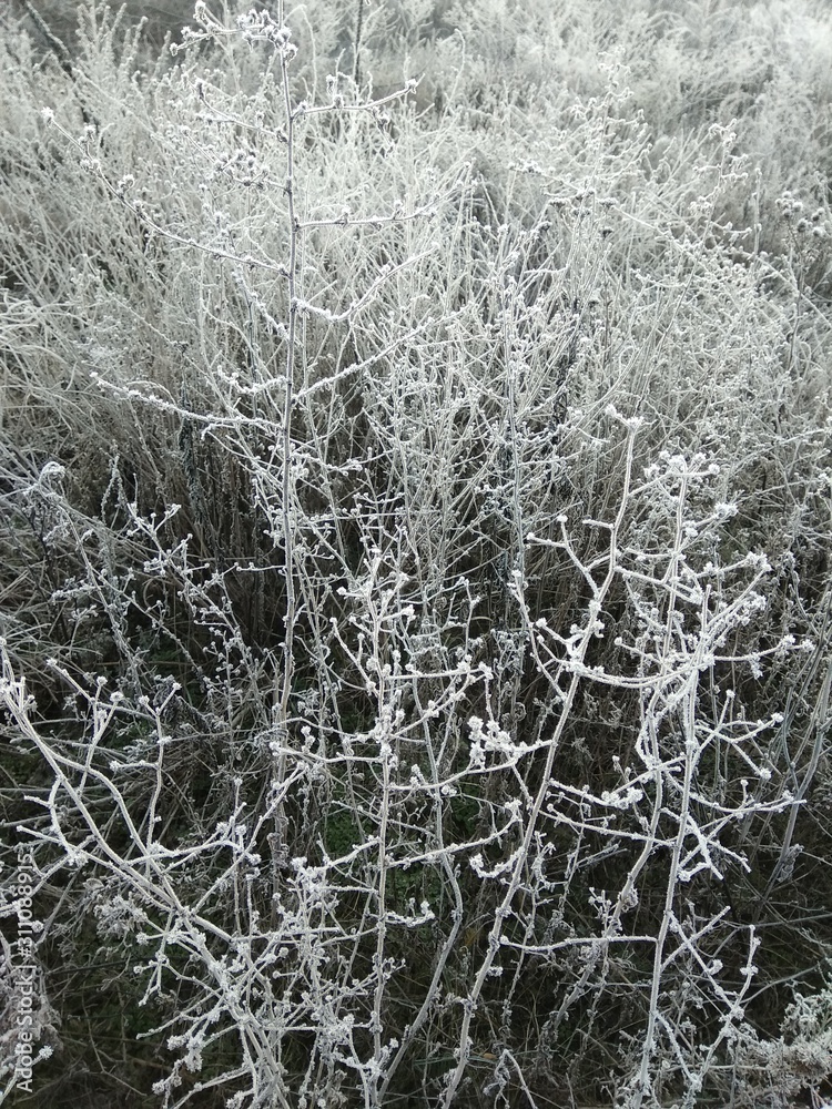 morning grass in hoarfrost morning grass in hoarfrost