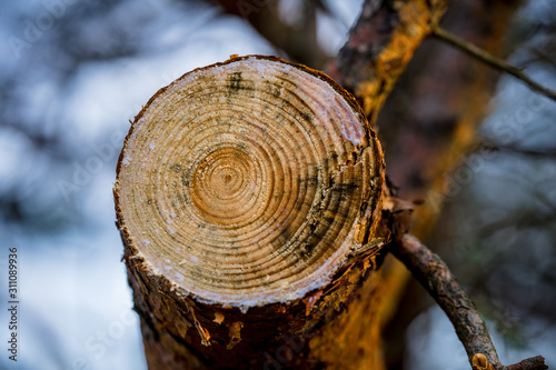 Stump of the pine where concentric tree rings are clearly visible and allow to tell the age of this tree. Estonia, North Europe.  photo