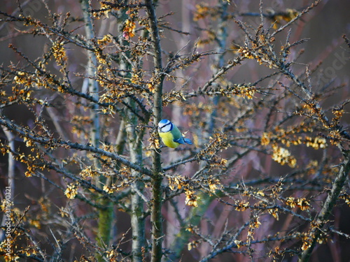 Plessenteich bei Neu-Ulm, Deutschland: Eine Blaumeise photo