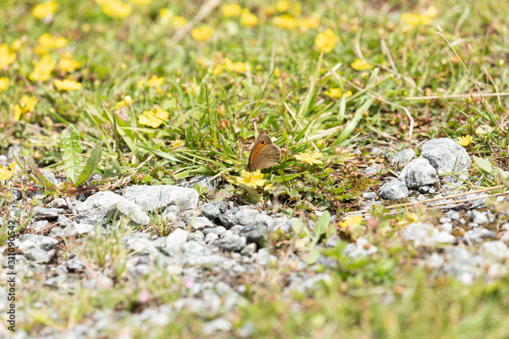 Obraz premium Small Heath Butterfly 6