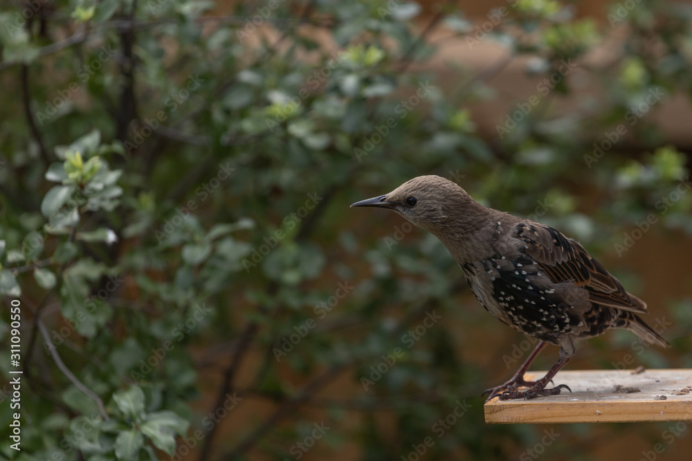 Obraz premium Starling looking