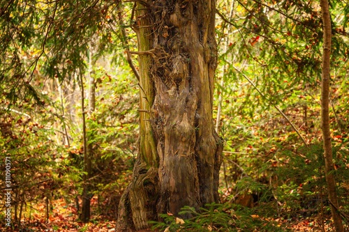 Eiben in einem seltenen Eibenwald in herbstlichem Licht