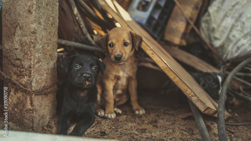 The homeless little puppies in a junkyard. photo