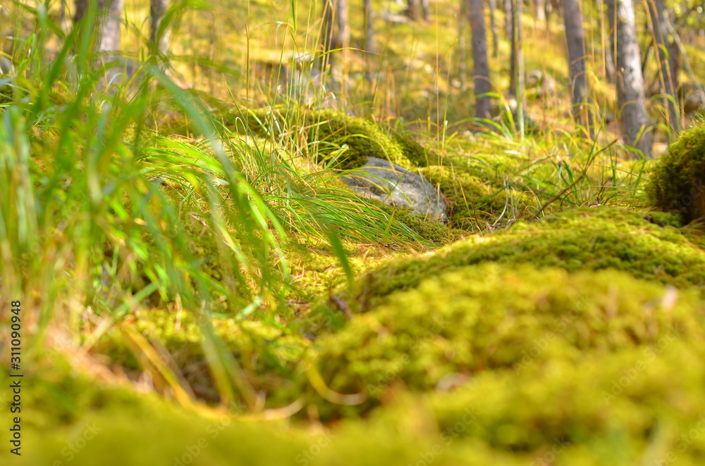 Soft green forest moss strewn with pine needles.Close up. Selective focus. A walk in the woods. Soft green forest moss strewn with pine needles.Close up. Selective focus. A walk in the woods.