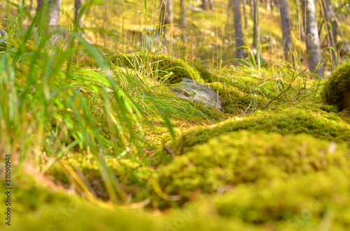 Soft green forest moss strewn with pine needles.Close up. Selective focus. A walk in the woods.
