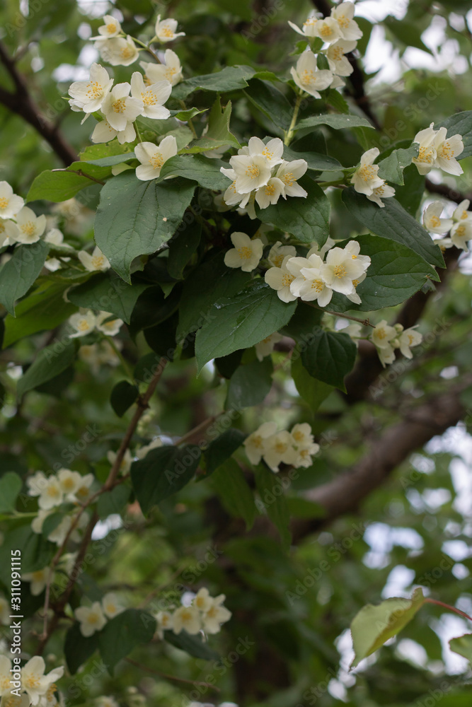 jasmine jasmine
