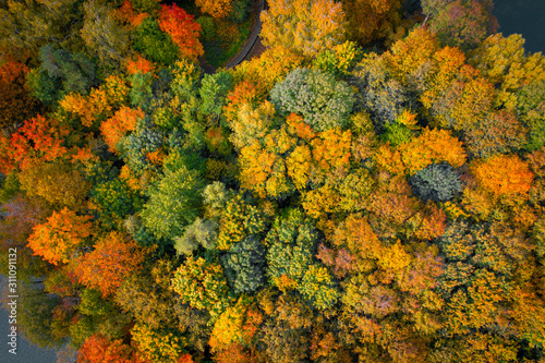 Top down drone shot of colorful autumn trees 