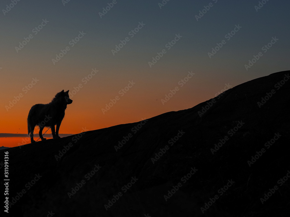 Greenland sled dog lighted with backlight from warm summer sun. Ilulissat, Greenland. Greenland sled dog lighted with backlight from warm summer sun. Ilulissat, Greenland.