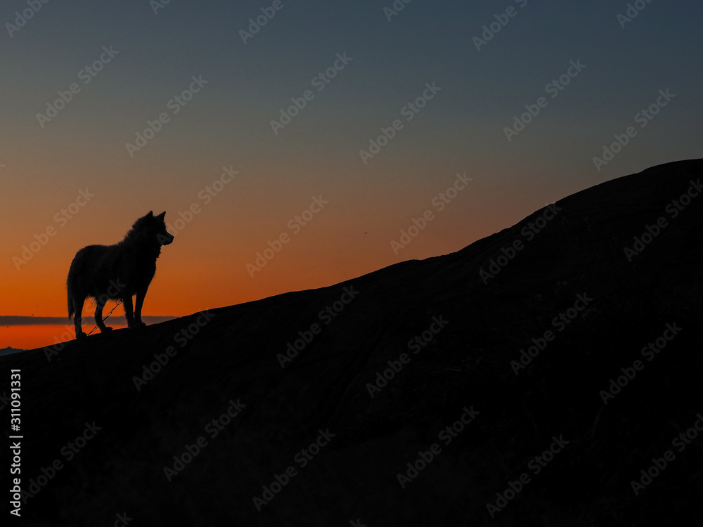 Greenland sled dog lighted with backlight from warm summer sun. Ilulissat, Greenland. Greenland sled dog lighted with backlight from warm summer sun. Ilulissat, Greenland.