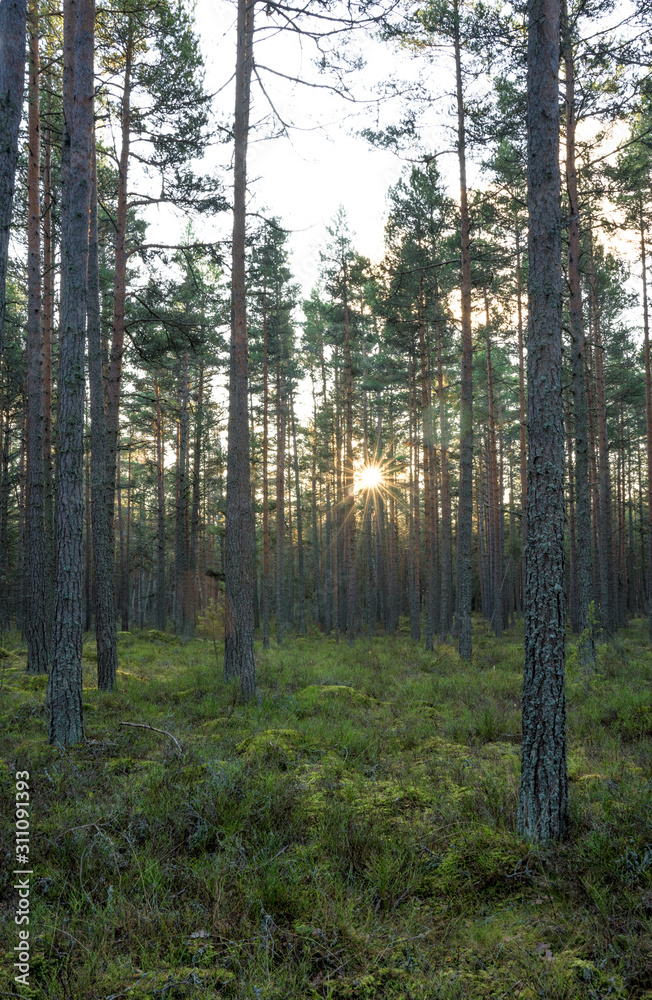 Dark pine forest in coastal area. Bright sun star through tree trunks. Tall straight parallel trees. Green moss ground. Estonia