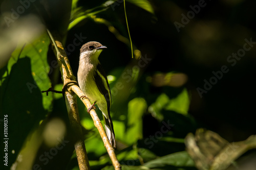 Bar-winged Flycatcher-shrike / Hemipus picatus photo