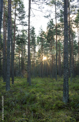 Fototapeta Naklejka Na Ścianę i Meble -  Dark pine forest in coastal area. Bright sun star through tree trunks. Tall straight parallel trees. Green moss ground. Estonia