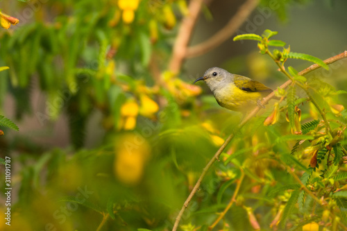 Annam Sunbird / Aethopyga gouldiae annamensis photo