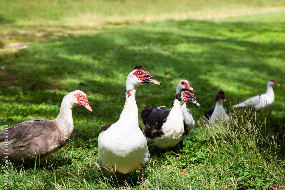 Group of Ducks in a farm during a sunny day. Taken in Saint John, Barbados. Group of Ducks in a farm during a sunny day. Taken in Saint John, Barbados.