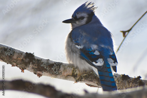 Geai bleu sur une branche de bouleau photo