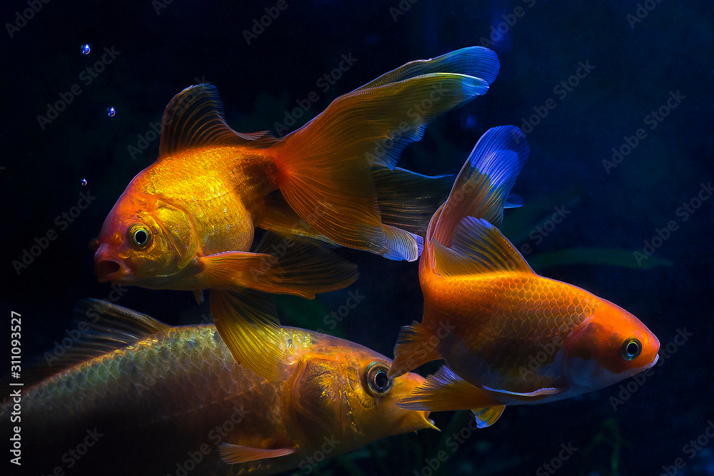 Goldfish swim in the dark water of the aquarium. A surprised fish blows air bubbles. Goldfish swim in the dark water of the aquarium. A surprised fish blows air bubbles.