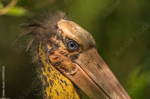 Lesser Adjutant / Leptoptilos javanicus photo