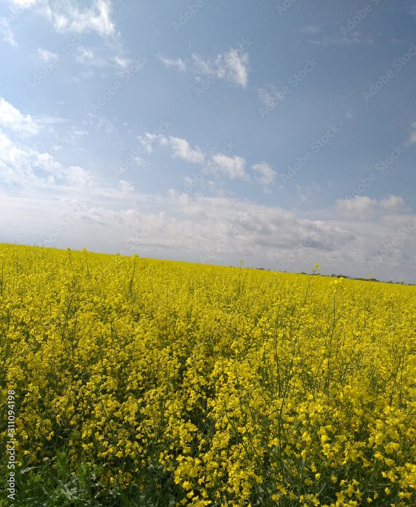 Flower yellow field, background blue sky