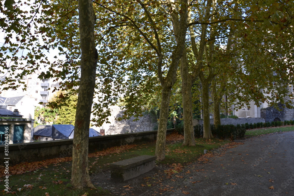 alley of young plane trees near the castle of Pau, France alley of young plane trees near the castle of Pau, France