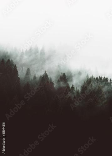 Fototapeta Naklejka Na Ścianę i Meble -  Moody forest landscape with fog and mist