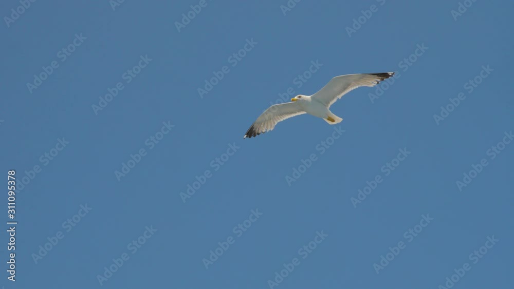 Seagull gliding in blue sky. Travel trends. Two seagulls soaring in blue sky. Soaring Seagull in the Sky. Seagull soars slowly using headwind against the backdrop of a clear sky Seagull gliding in blue sky. Travel trends. Two seagulls soaring in blue sky. Soaring Seagull in the Sky. Seagull soars slowly using headwind against the backdrop of a clear sky