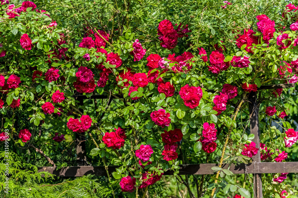 roses large bush with many red flowers and green leaves in the garden in the summer sun Full frame zoom
