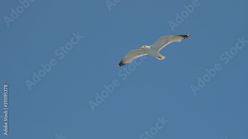 Seagull gliding in blue sky. Travel trends. Two seagulls soaring in blue sky. Soaring Seagull in the Sky. Seagull soars slowly using headwind against the backdrop of a clear sky