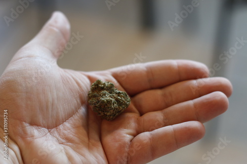 holding a large marijuana bud