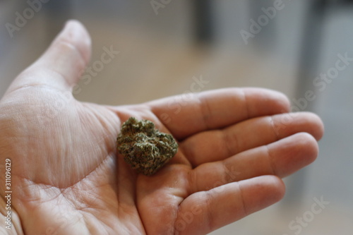 holding a large marijuana bud