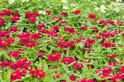 red flowers in the garden © yij02446
