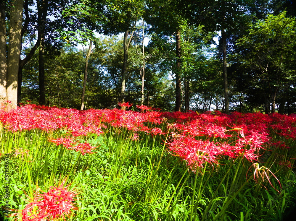 flowers in the garden