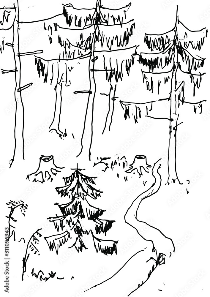Sketch of a forest edge, spruce, conifers, ate in the forest, stump, road, grass, line art, black and white vector illustration.