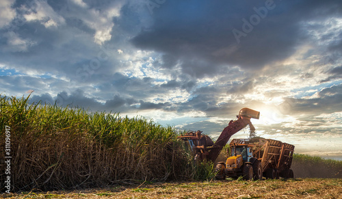 Sugar cane hasvest plantation photo