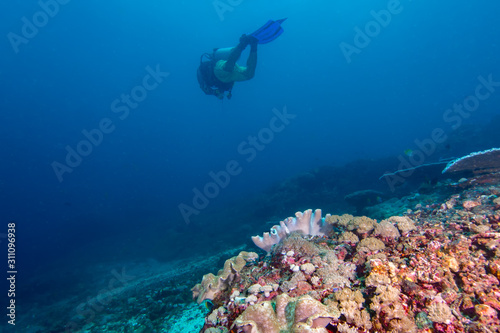 A lone scuba diver over a tropical reef underwater