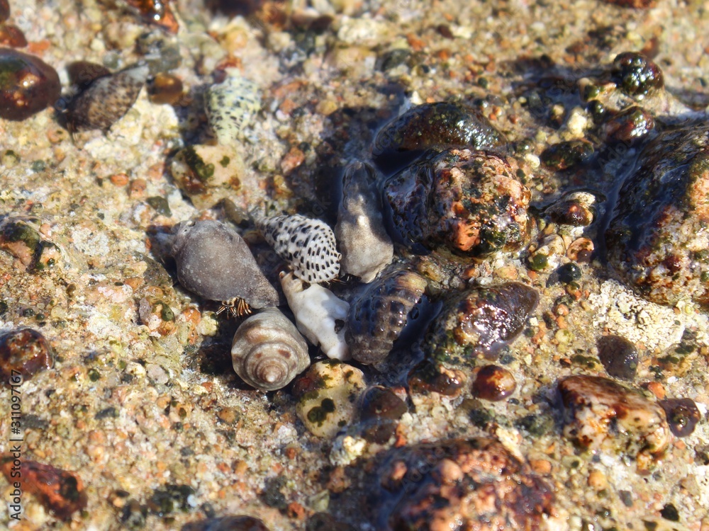 Seashells on the beach of Galom in Dahab in Egypt in a sunny summer day Seashells on the beach of Galom in Dahab in Egypt in a sunny summer day