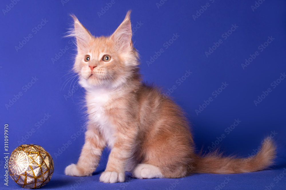 Adorable cute maine coon kitten at a Christmas ball on blue background in studio, isolated.
