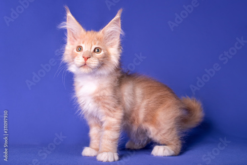 Adorable cute maine coon kitten on blue background in studio, isolated. © Marina