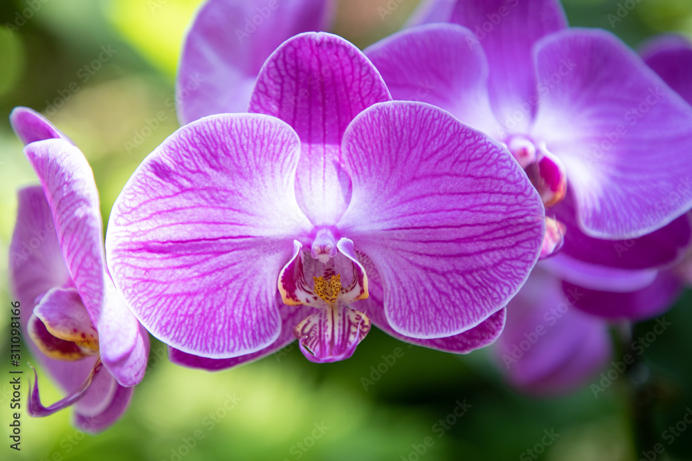 Obraz premium Purple Orchids