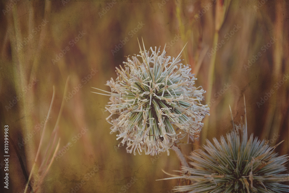 interesting original plant on a beige background in the meadow on a summer day interesting original plant on a beige background in the meadow on a summer day