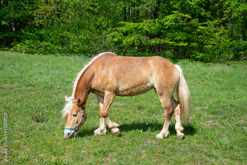 horse on pasture © Reinhold