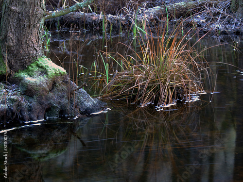 Photography stream in the forest, sweden, sverige, nacka, stockholm