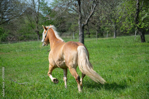 horse in the field